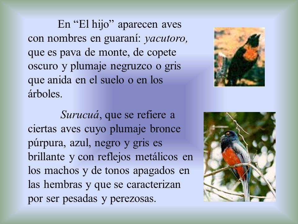 En El hijo aparecen aves con nombres en guaraní: yacutoro, que es pava de monte, de copete oscuro y plumaje negruzco o gris que anida en el suelo o en los árboles.
