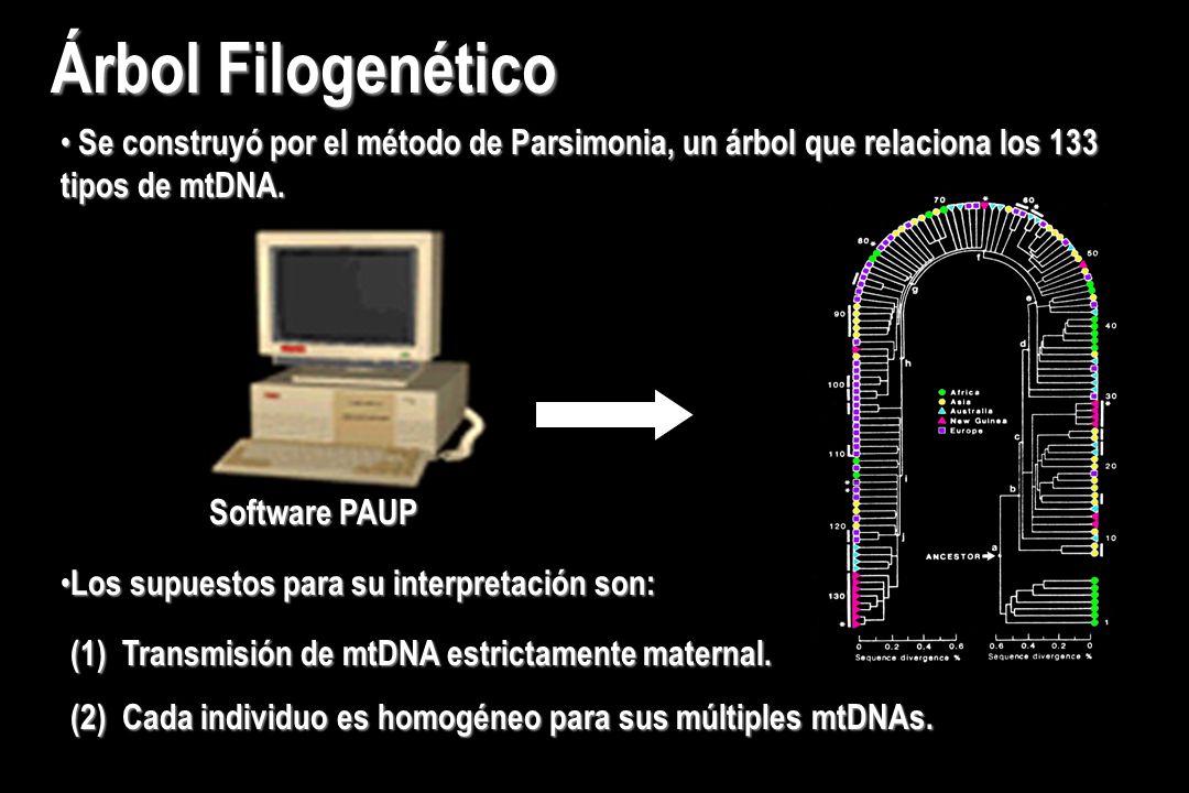 Árbol Filogenético Se construyó por el método de Parsimonia, un árbol que relaciona los 133 tipos de mtDNA.