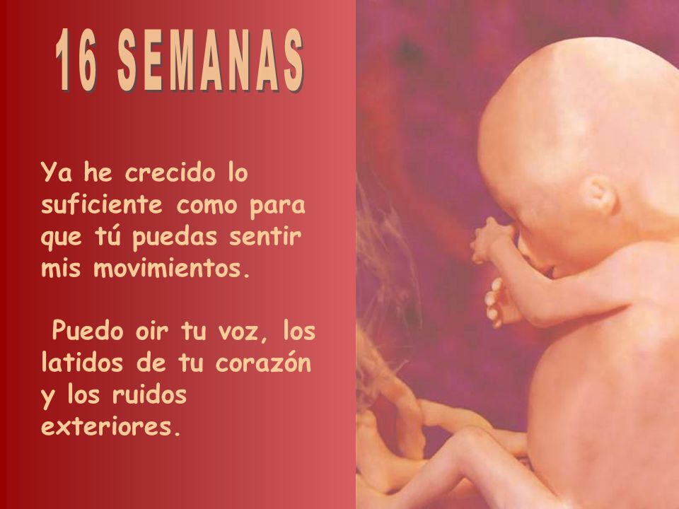 16 SEMANAS Ya he crecido lo suficiente como para que tú puedas sentir mis movimientos.