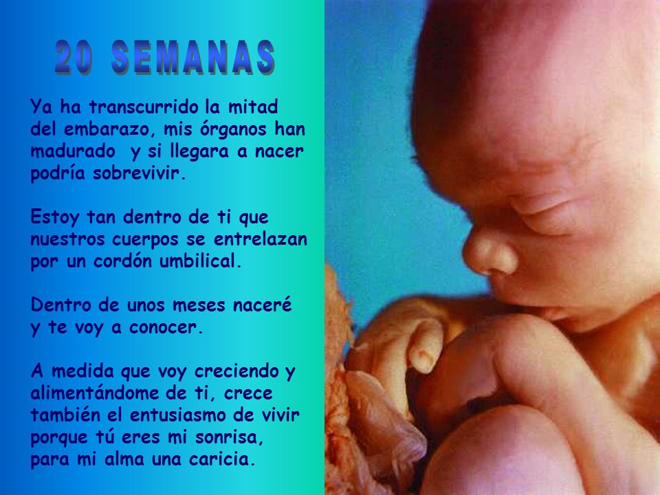 20 SEMANAS Ya ha transcurrido la mitad del embarazo, mis órganos han madurado y si llegara a nacer podría sobrevivir.