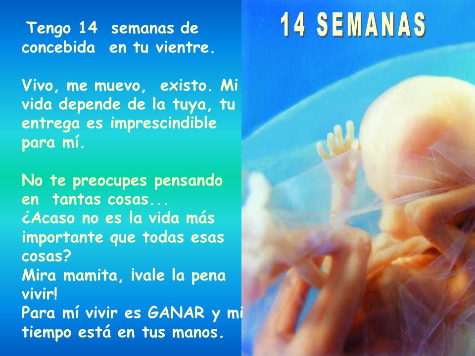 14 SEMANAS Tengo 14 semanas de concebida en tu vientre.