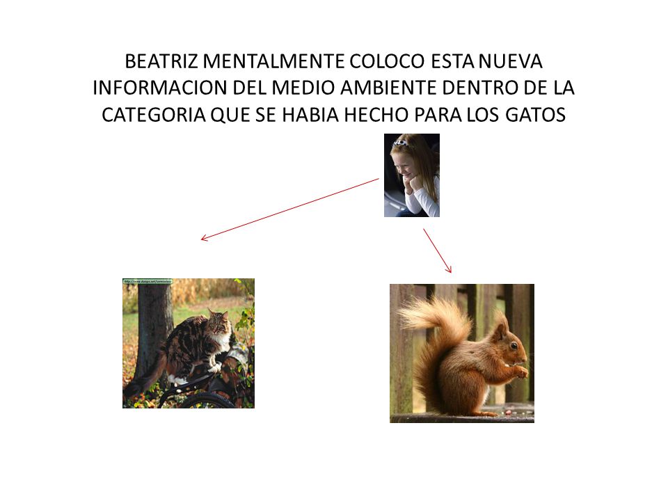 BEATRIZ MENTALMENTE COLOCO ESTA NUEVA INFORMACION DEL MEDIO AMBIENTE DENTRO DE LA CATEGORIA QUE SE HABIA HECHO PARA LOS GATOS