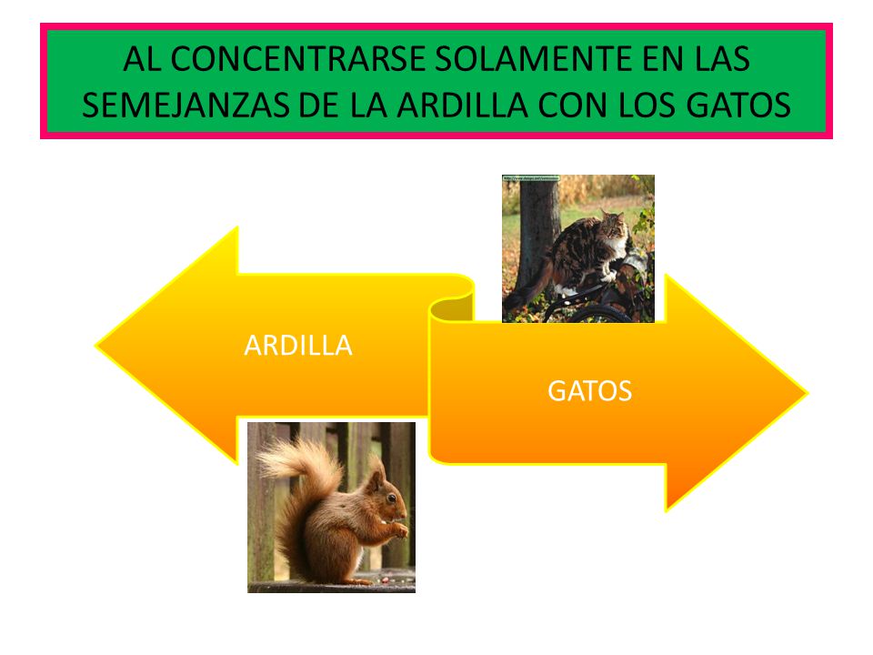 AL CONCENTRARSE SOLAMENTE EN LAS SEMEJANZAS DE LA ARDILLA CON LOS GATOS