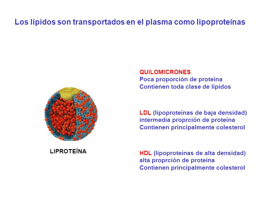 Los lípidos son transportados en el plasma como lipoproteínas