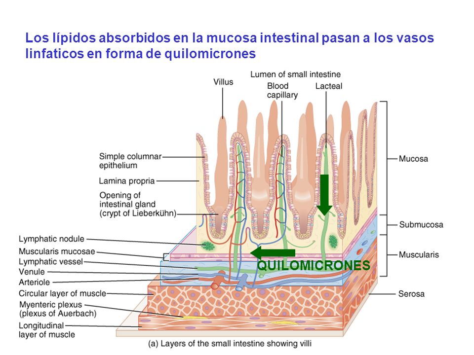 Los lípidos absorbidos en la mucosa intestinal pasan a los vasos linfaticos en forma de quilomicrones