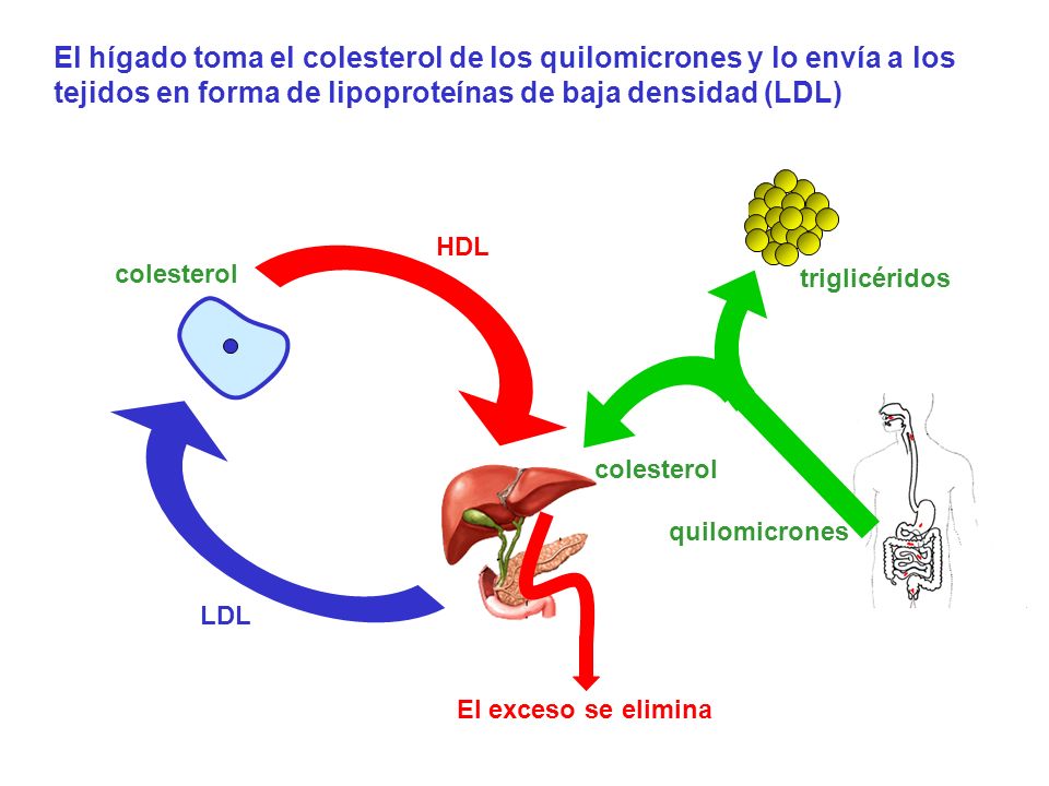 El hígado toma el colesterol de los quilomicrones y lo envía a los tejidos en forma de lipoproteínas de baja densidad (LDL)