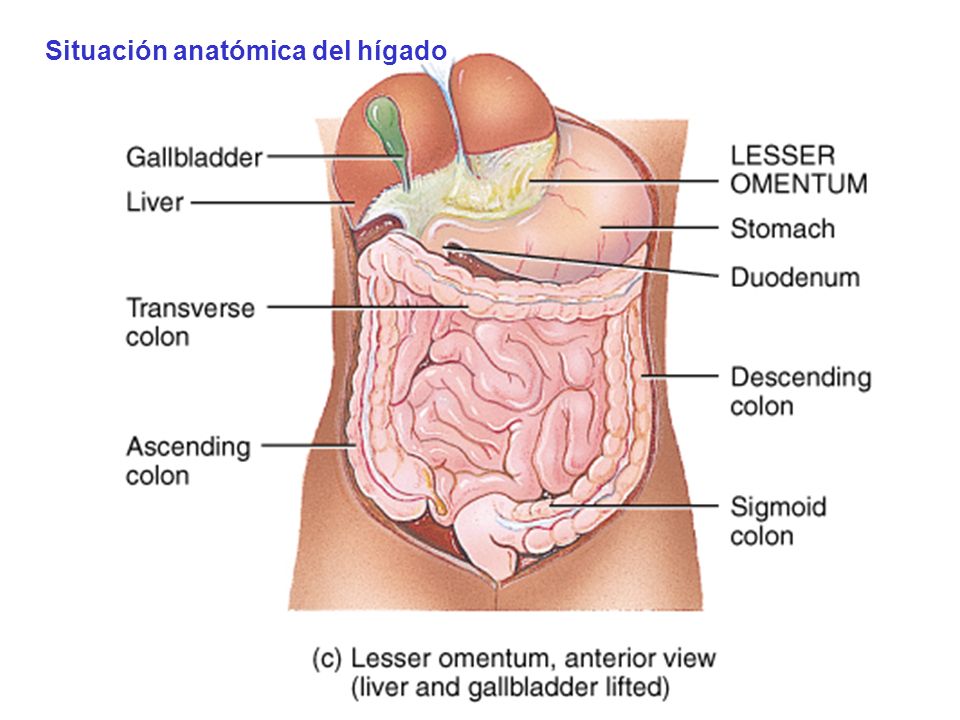 Situación anatómica del hígado