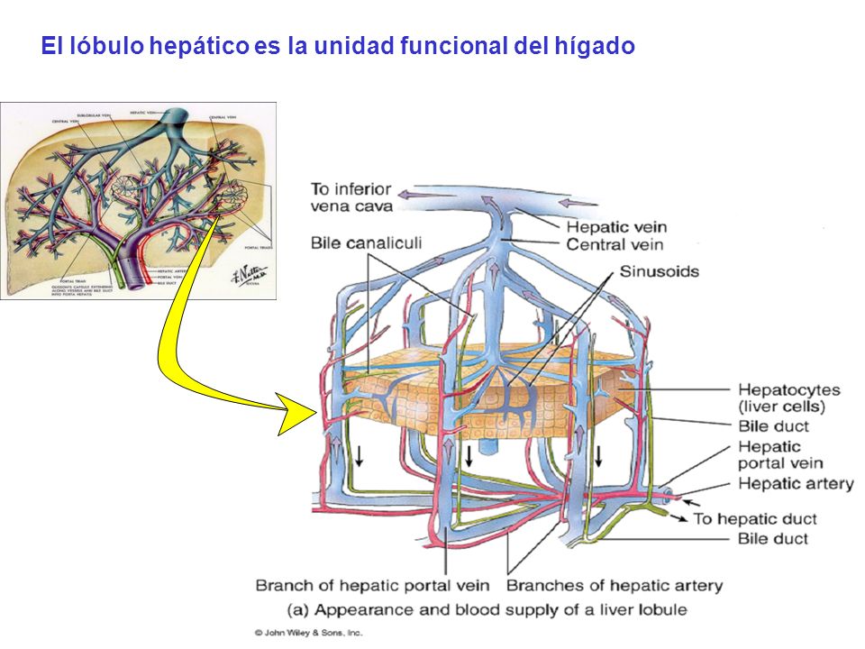 El lóbulo hepático es la unidad funcional del hígado
