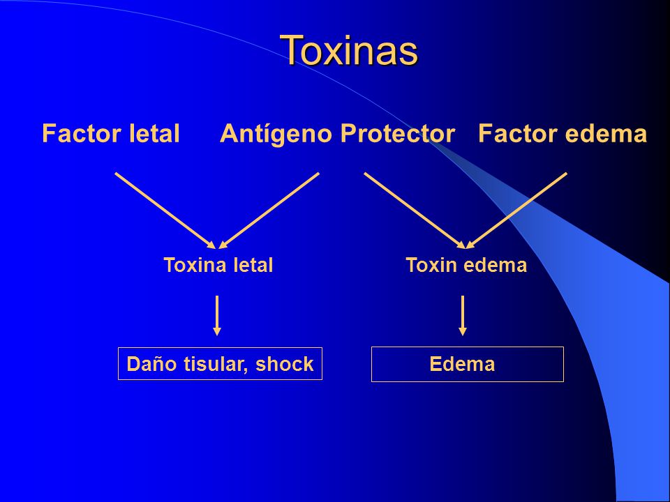 Toxinas Factor letal Antígeno Protector Factor edema Toxina letal