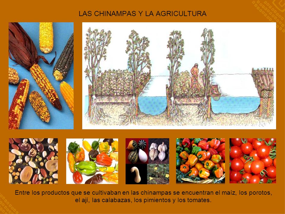 LAS CHINAMPAS Y LA AGRICULTURA