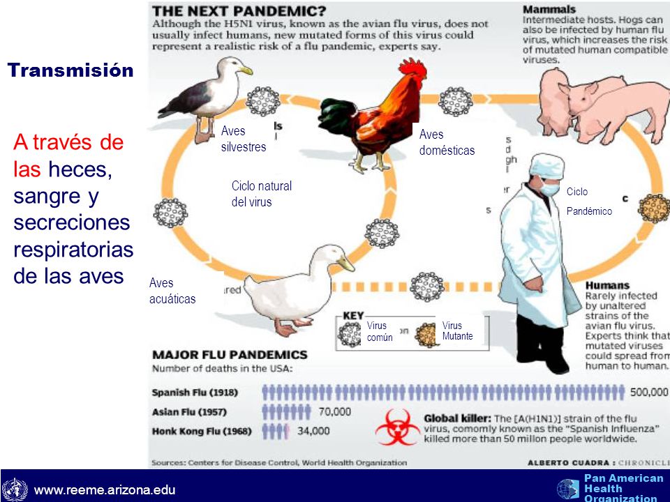 A través de las heces, sangre y secreciones respiratorias de las aves
