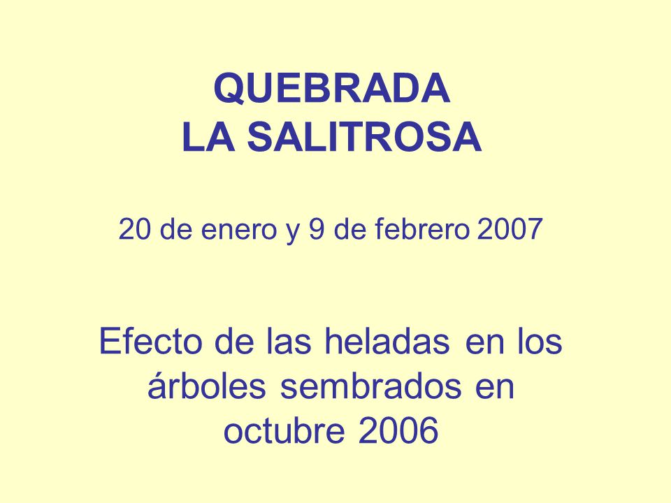 QUEBRADA LA SALITROSA 20 de enero y 9 de febrero 2007 Efecto de las heladas en los árboles sembrados en octubre 2006