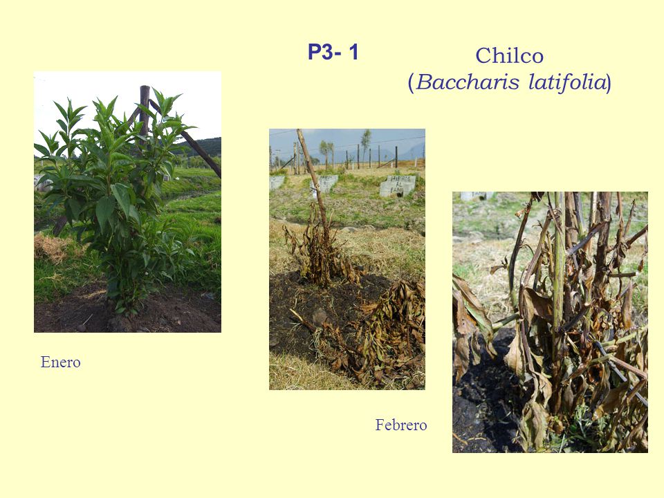 Chilco (Baccharis latifolia)