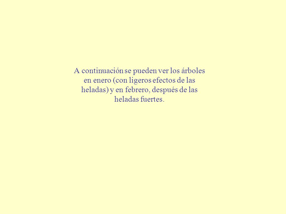 A continuación se pueden ver los árboles en enero (con ligeros efectos de las heladas) y en febrero, después de las heladas fuertes.