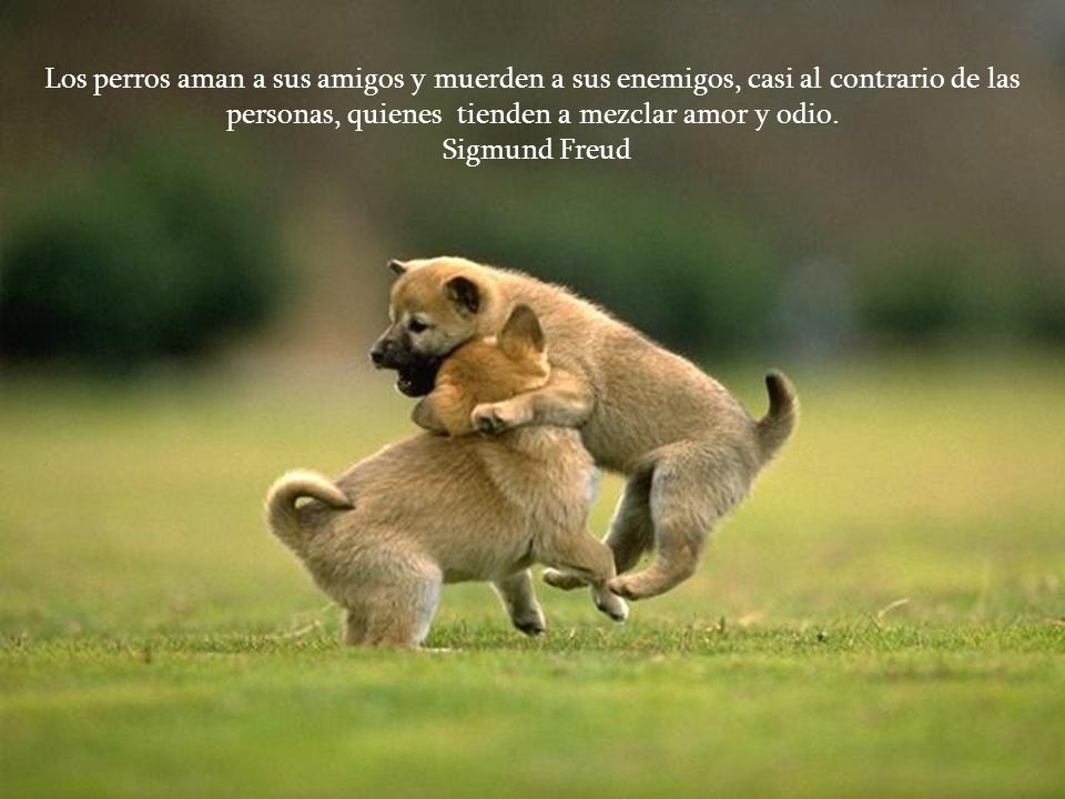 Los perros aman a sus amigos y muerden a sus enemigos, casi al contrario de las personas, quienes tienden a mezclar amor y odio.