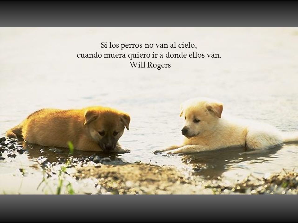 Si los perros no van al cielo, cuando muera quiero ir a donde ellos van.