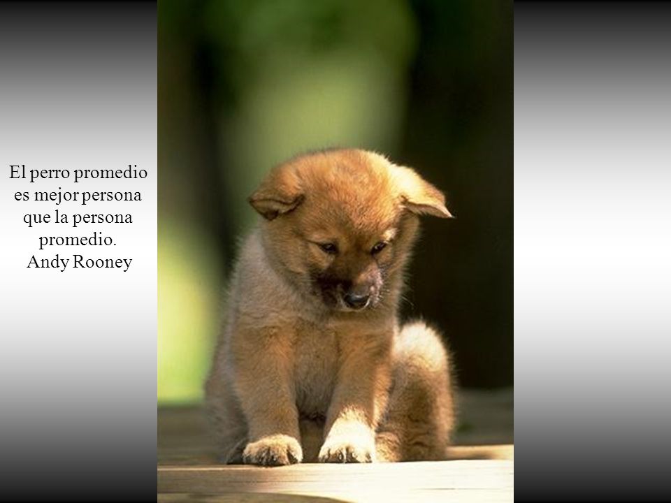El perro promedio es mejor persona que la persona promedio.