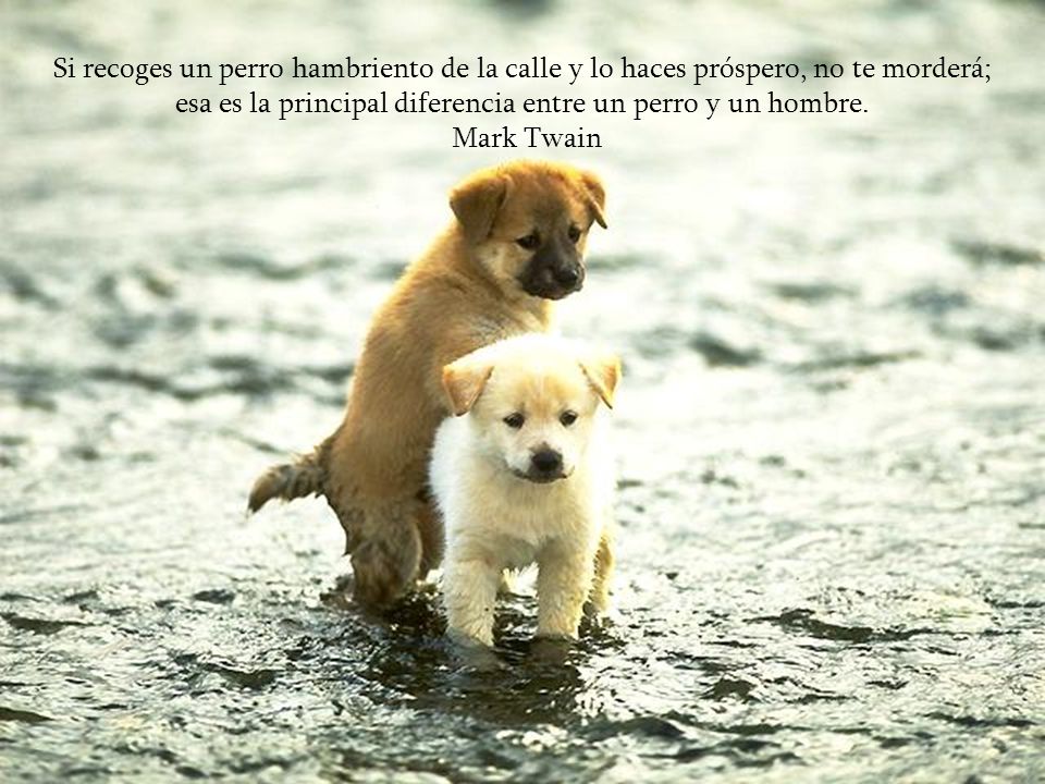 esa es la principal diferencia entre un perro y un hombre.