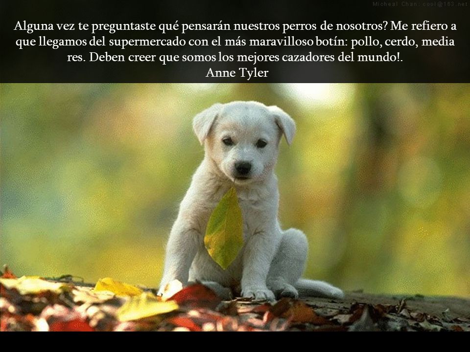 Alguna vez te preguntaste qué pensarán nuestros perros de nosotros