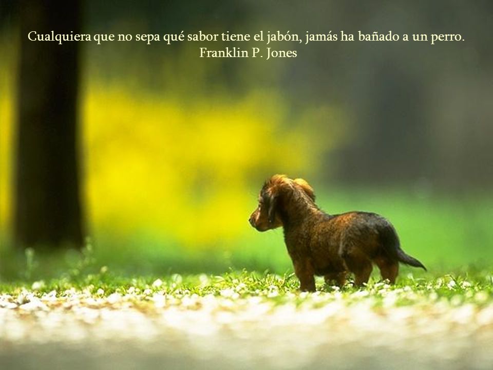 Cualquiera que no sepa qué sabor tiene el jabón, jamás ha bañado a un perro.