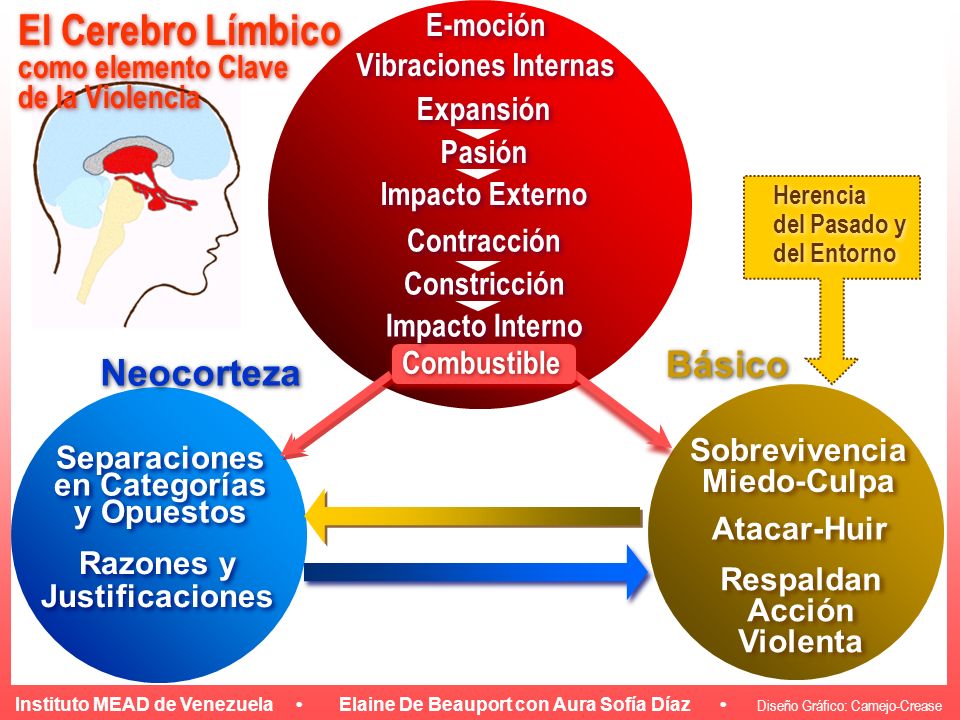El Cerebro Límbico Neocorteza Básico E-moción como elemento Clave