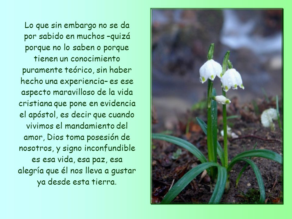 Lo que sin embargo no se da por sabido en muchos –quizá porque no lo saben o porque tienen un conocimiento puramente teórico, sin haber hecho una experiencia– es ese aspecto maravilloso de la vida cristiana que pone en evidencia el apóstol, es decir que cuando vivimos el mandamiento del amor, Dios toma posesión de nosotros, y signo inconfundible es esa vida, esa paz, esa alegría que él nos lleva a gustar ya desde esta tierra.
