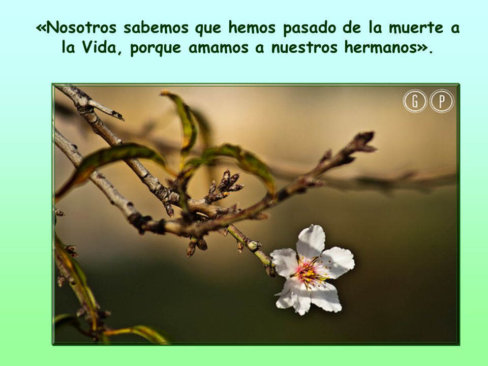 «Nosotros sabemos que hemos pasado de la muerte a la Vida, porque amamos a nuestros hermanos».