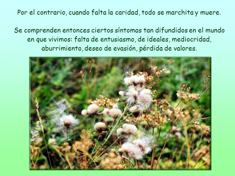 Por el contrario, cuando falta la caridad, todo se marchita y muere.