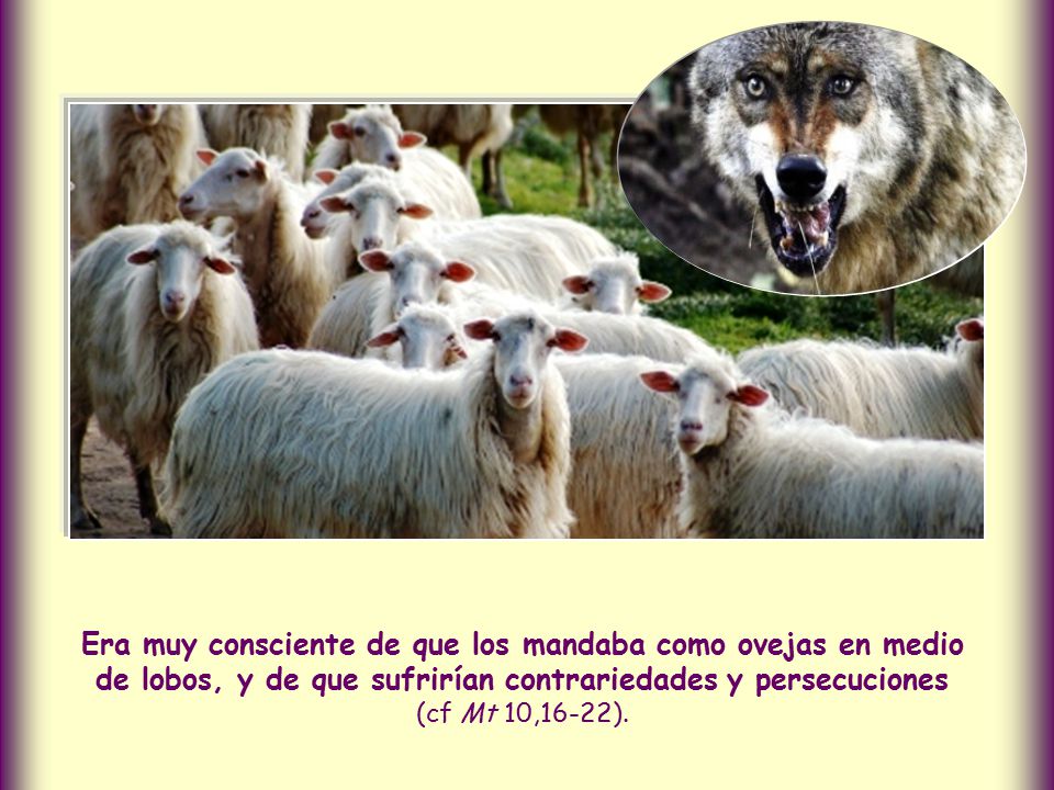Era muy consciente de que los mandaba como ovejas en medio de lobos, y de que sufrirían contrariedades y persecuciones (cf Mt 10,16-22).