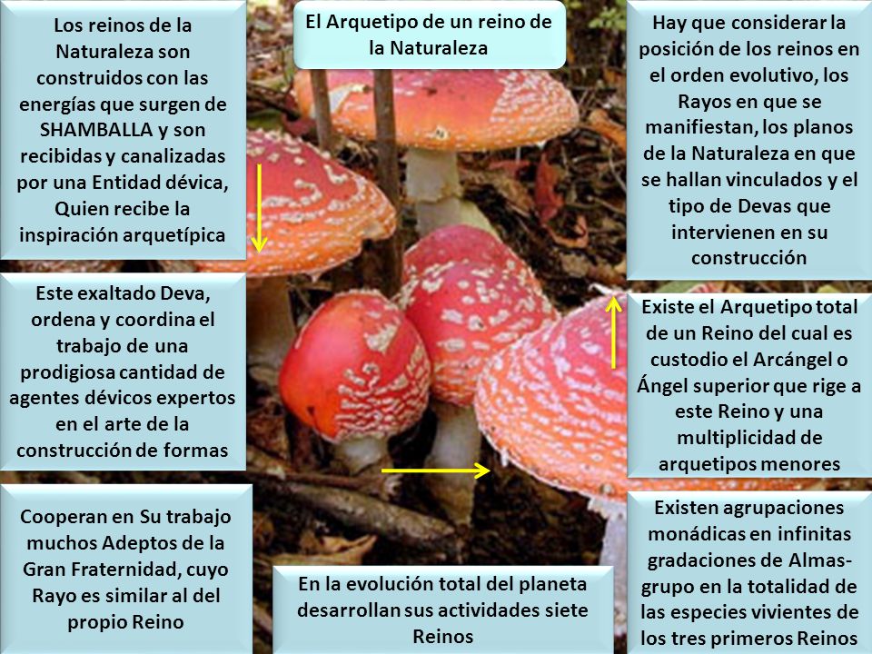 El Arquetipo de un reino de la Naturaleza