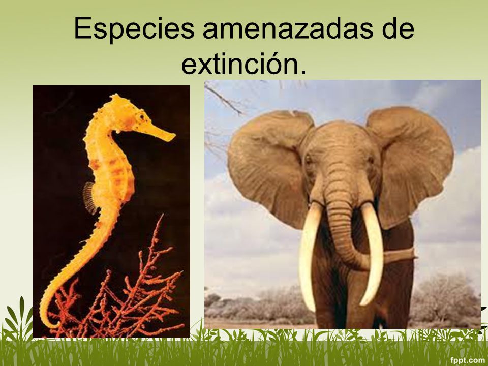 Especies amenazadas de extinción.