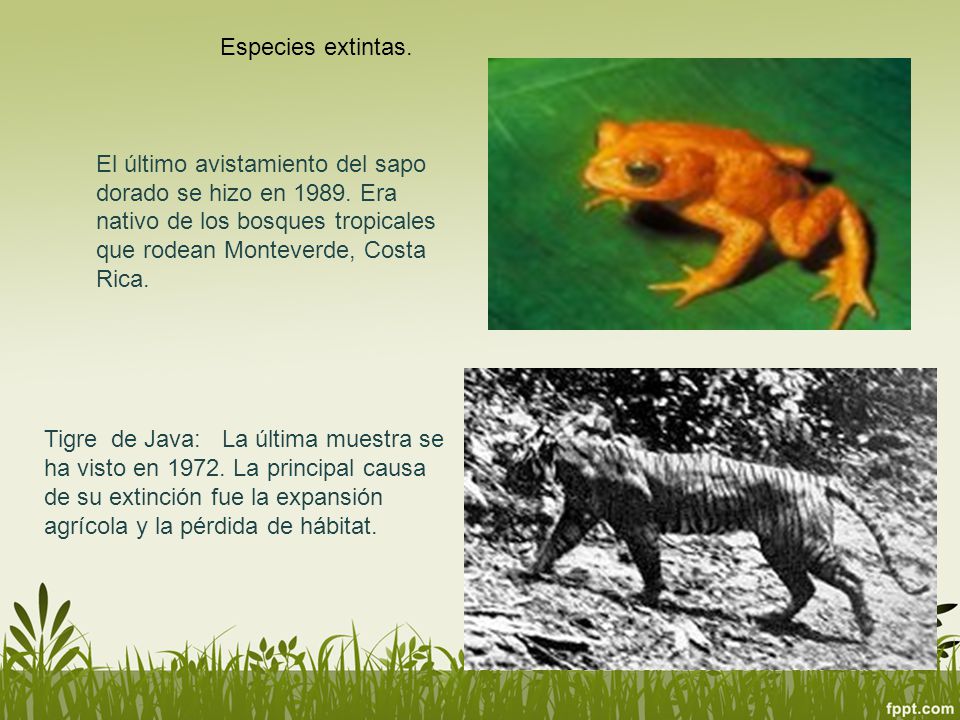 Especies extintas. El último avistamiento del sapo dorado se hizo en Era nativo de los bosques tropicales que rodean Monteverde, Costa Rica.