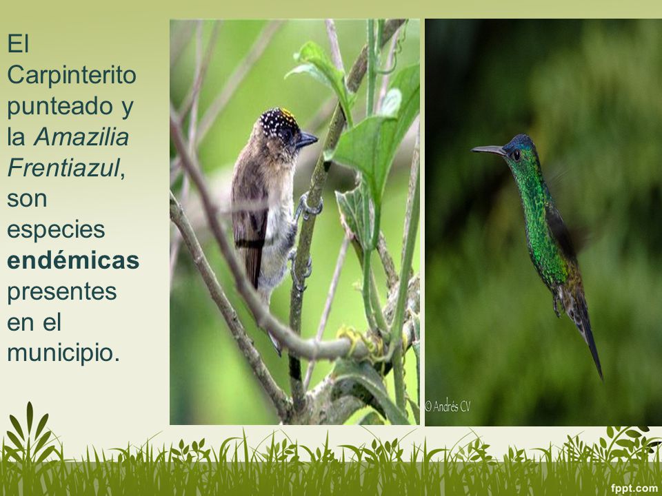 El Carpinterito punteado y la Amazilia Frentiazul, son especies endémicas presentes en el municipio.
