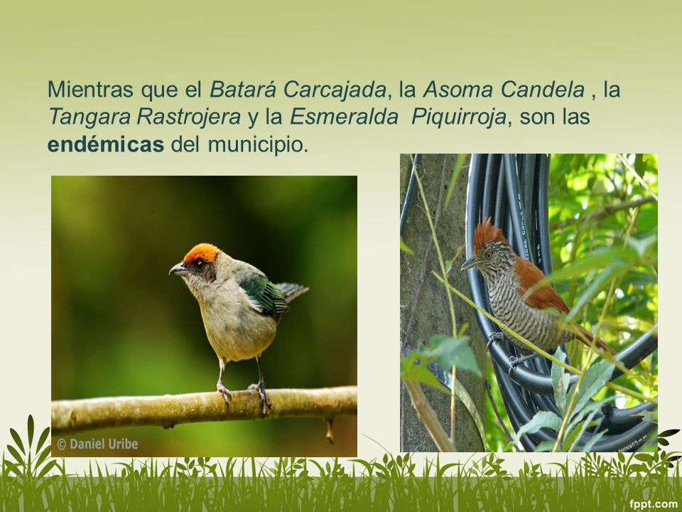 Mientras que el Batará Carcajada, la Asoma Candela , la Tangara Rastrojera y la Esmeralda Piquirroja, son las endémicas del municipio.