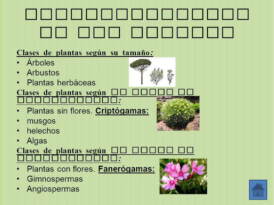 Las Plantas - Lessons - Blendspace