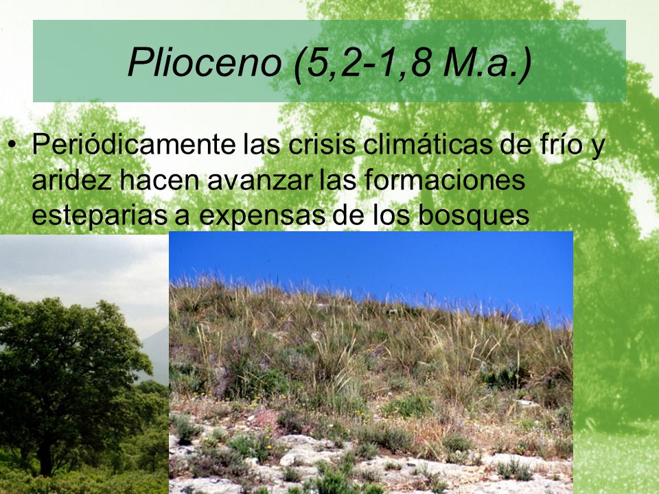 Plioceno (5,2-1,8 M.a.) Periódicamente las crisis climáticas de frío y aridez hacen avanzar las formaciones esteparias a expensas de los bosques.