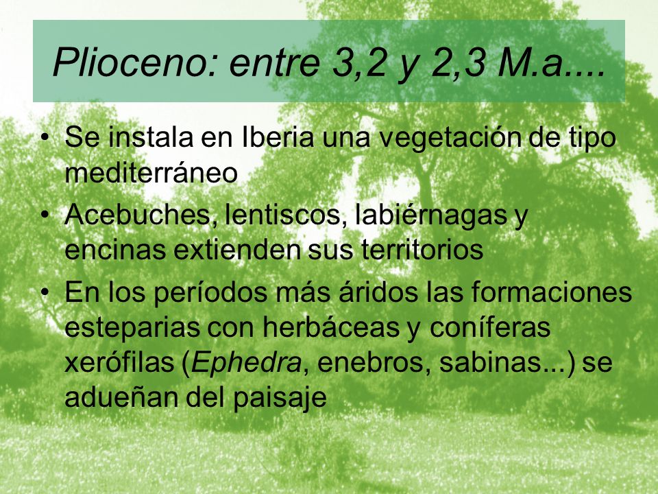 Plioceno: entre 3,2 y 2,3 M.a.... Se instala en Iberia una vegetación de tipo mediterráneo.