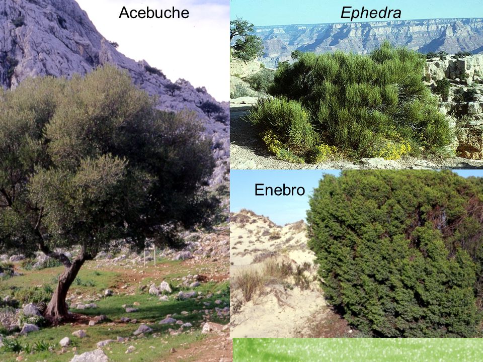 Acebuche Ephedra. Plioceno: entre 3,2 y 2,3 M.a.... Se instala en Iberia una vegetación de tipo mediterráneo.