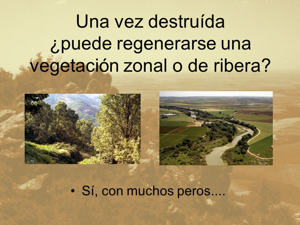 Una vez destruída ¿puede regenerarse una vegetación zonal o de ribera