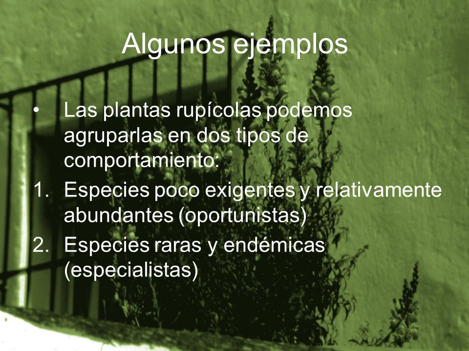 Algunos ejemplos Las plantas rupícolas podemos agruparlas en dos tipos de comportamiento: