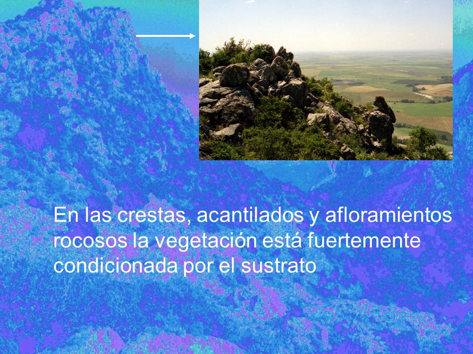 En las crestas, acantilados y afloramientos rocosos la vegetación está fuertemente condicionada por el sustrato