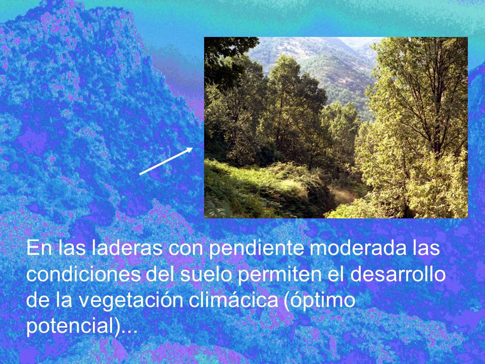 En las laderas con pendiente moderada las condiciones del suelo permiten el desarrollo de la vegetación climácica (óptimo potencial)...