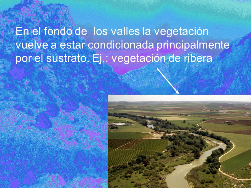 En el fondo de los valles la vegetación vuelve a estar condicionada principalmente por el sustrato.
