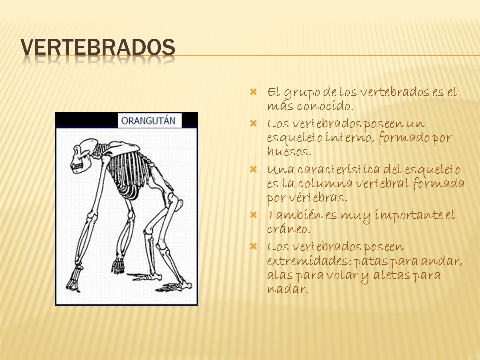 VERTEBRADOS El grupo de los vertebrados es el más conocido.