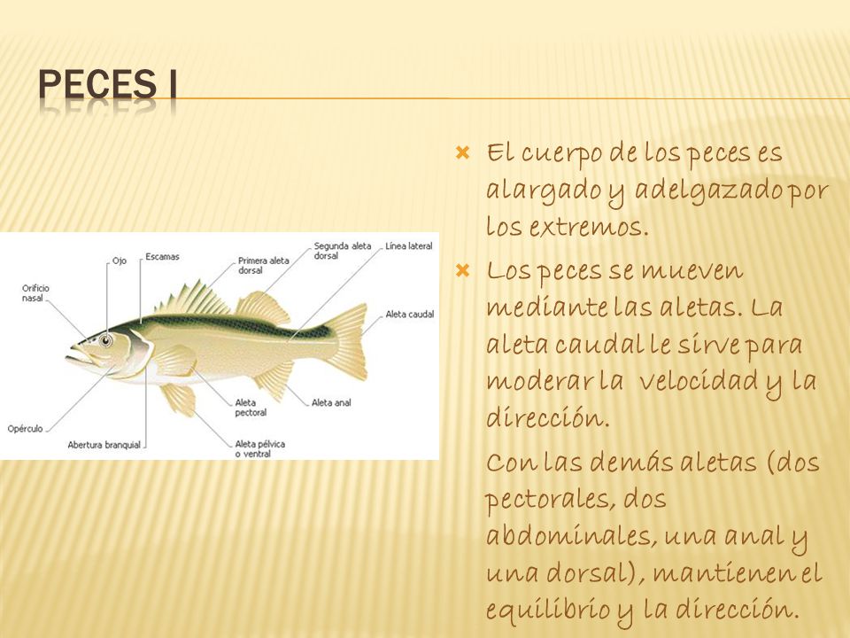 PECES I El cuerpo de los peces es alargado y adelgazado por los extremos.