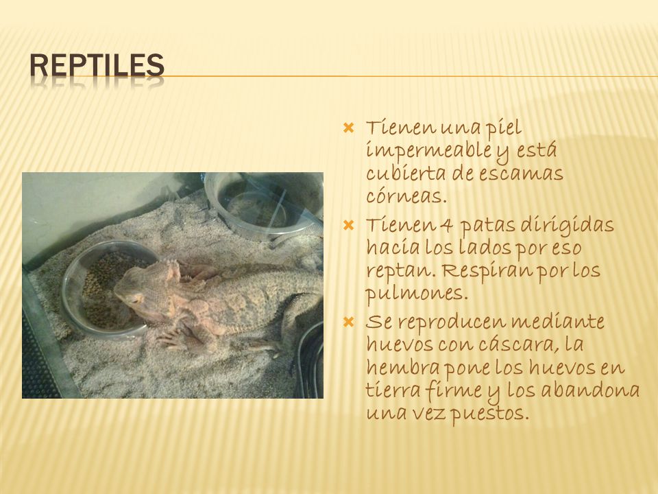REPTILES Tienen una piel impermeable y está cubierta de escamas córneas.