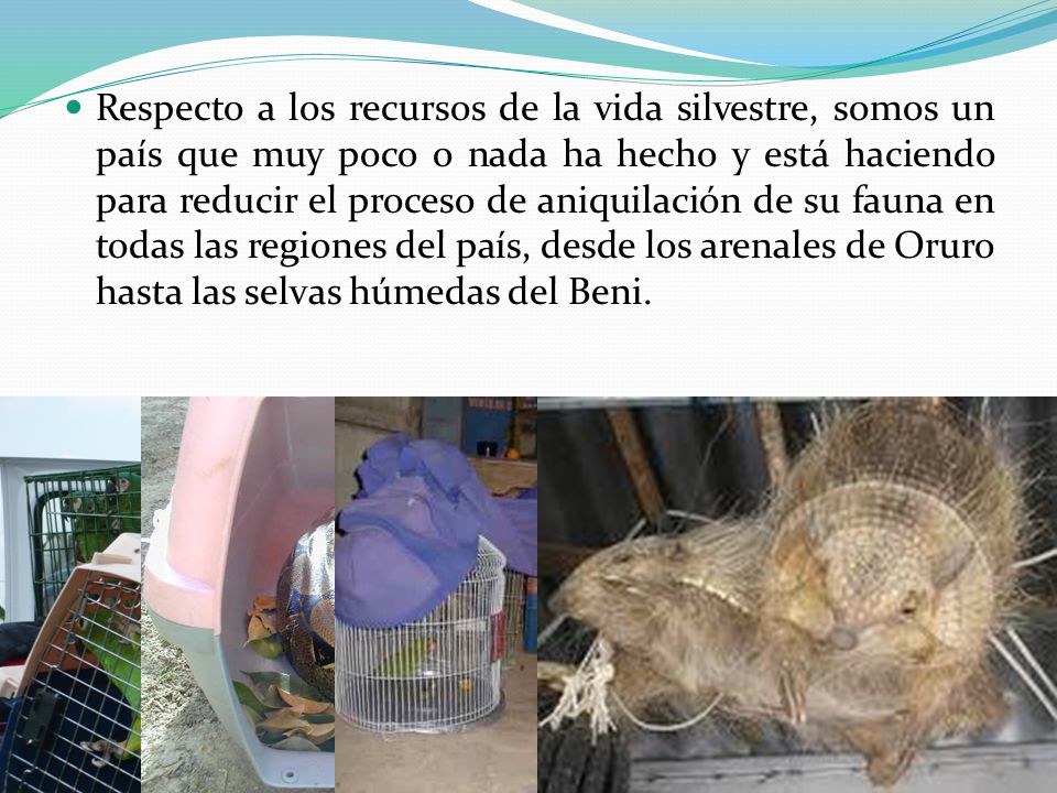 Respecto a los recursos de la vida silvestre, somos un país que muy poco o nada ha hecho y está haciendo para reducir el proceso de aniquilación de su fauna en todas las regiones del país, desde los arenales de Oruro hasta las selvas húmedas del Beni.