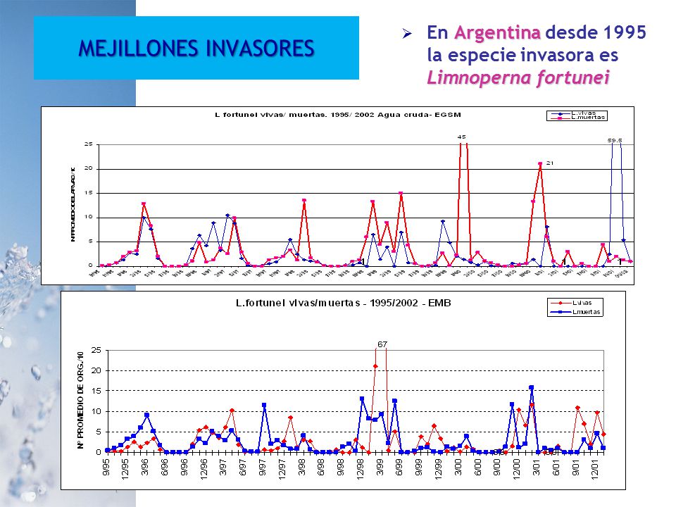MEJILLONES INVASORES En Argentina desde 1995 la especie invasora es Limnoperna fortunei