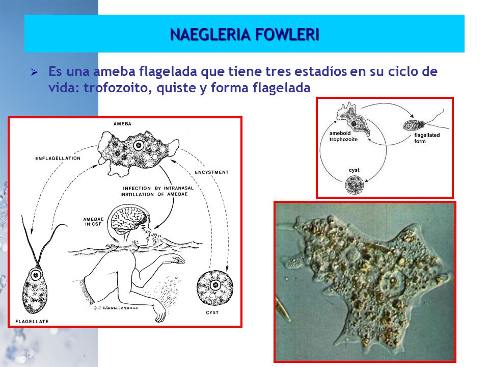 NAEGLERIA FOWLERI Es una ameba flagelada que tiene tres estadíos en su ciclo de vida: trofozoito, quiste y forma flagelada.