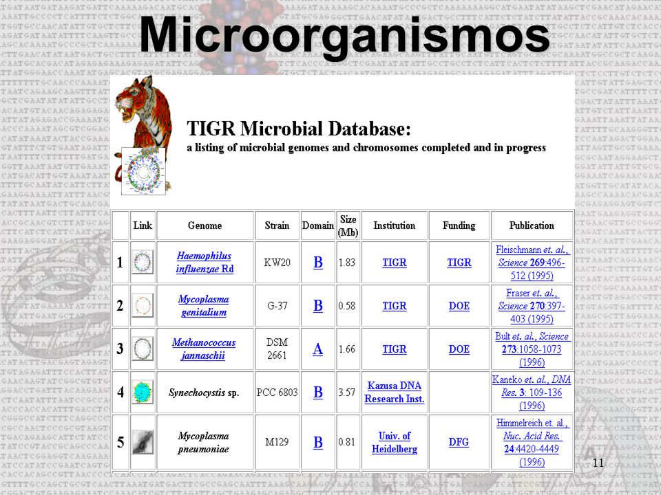 Microorganismos secuenciados